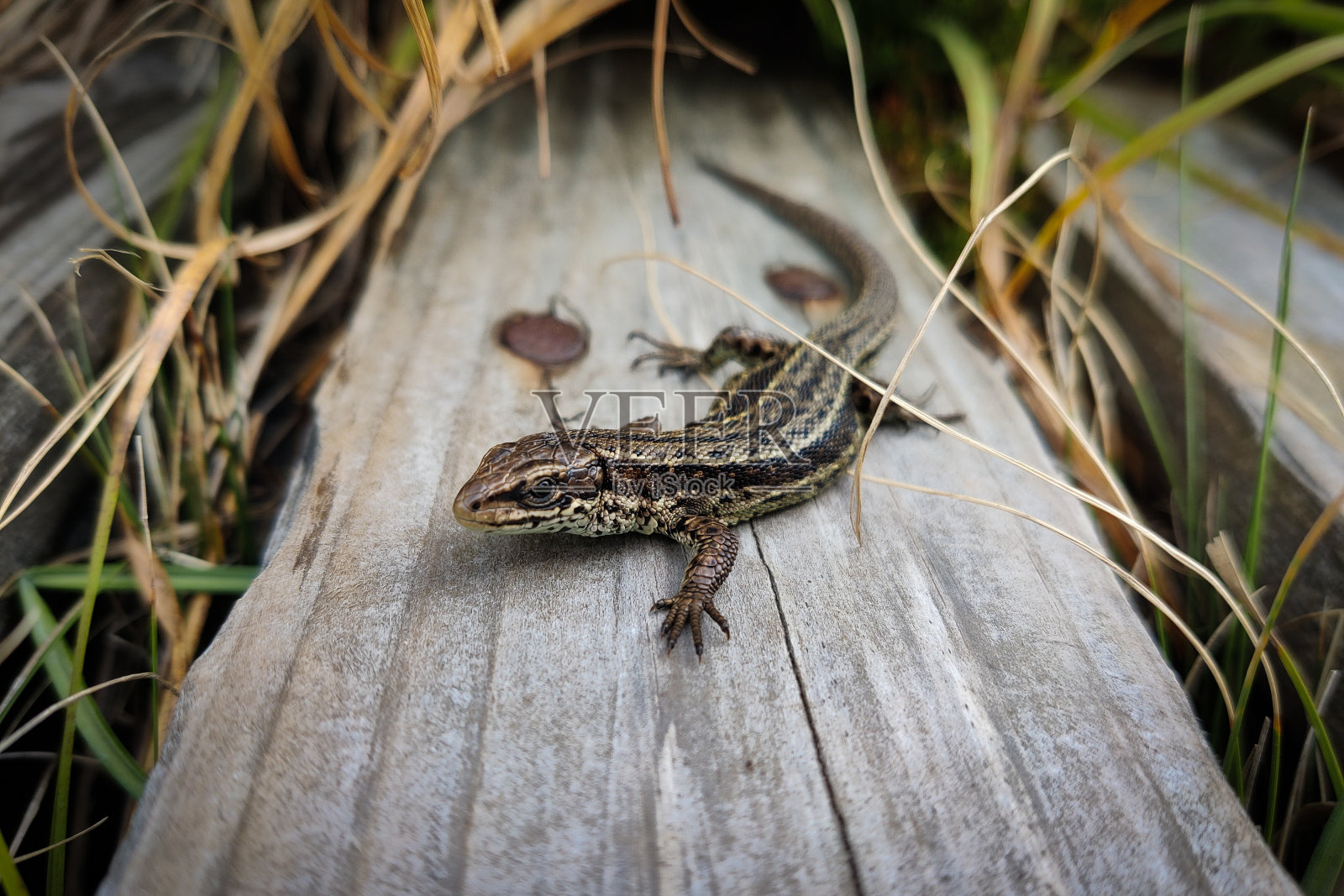 在被草包围的木质表面上的普通壁虎照片摄影图片