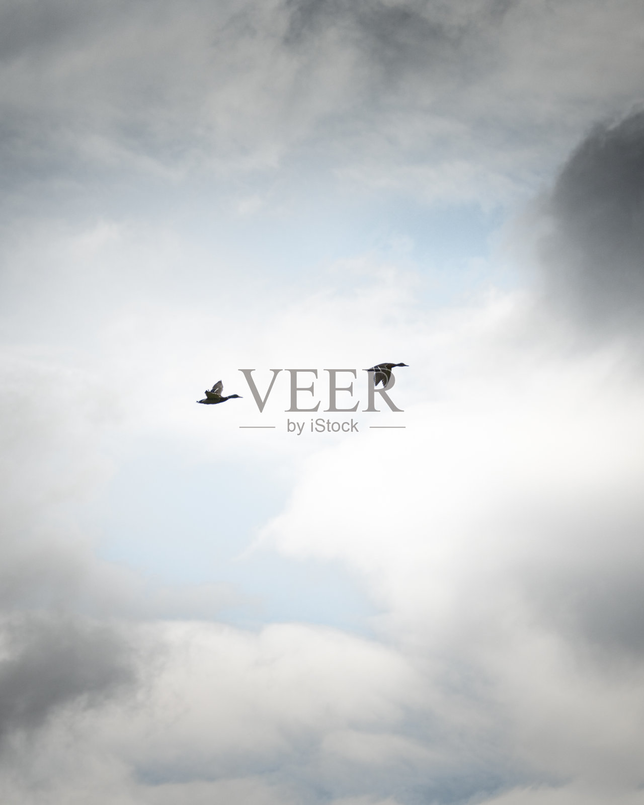 一对鸟儿在多云的天空下飞翔。照片摄影图片