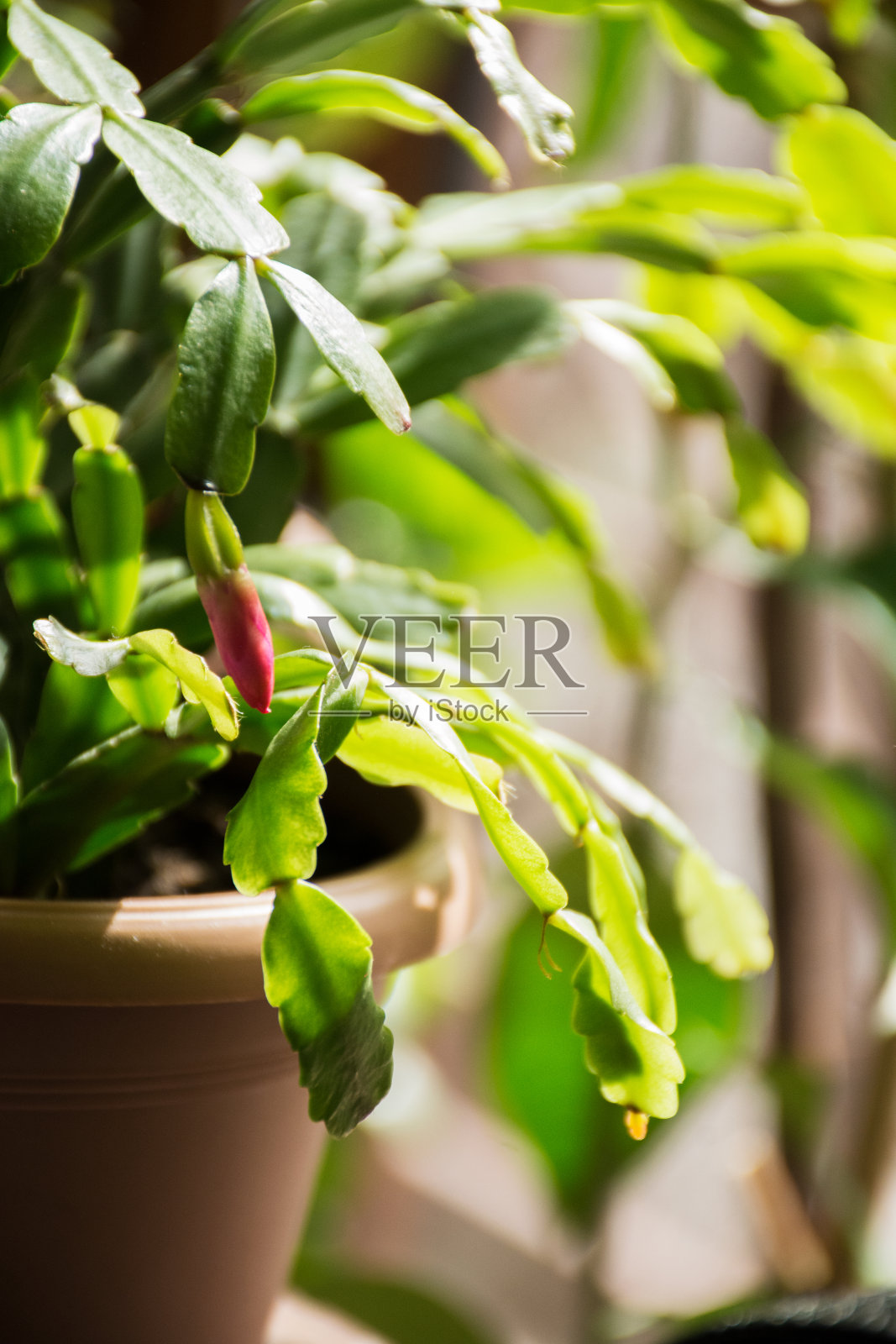 家中盆栽绿色植物特写照片摄影图片