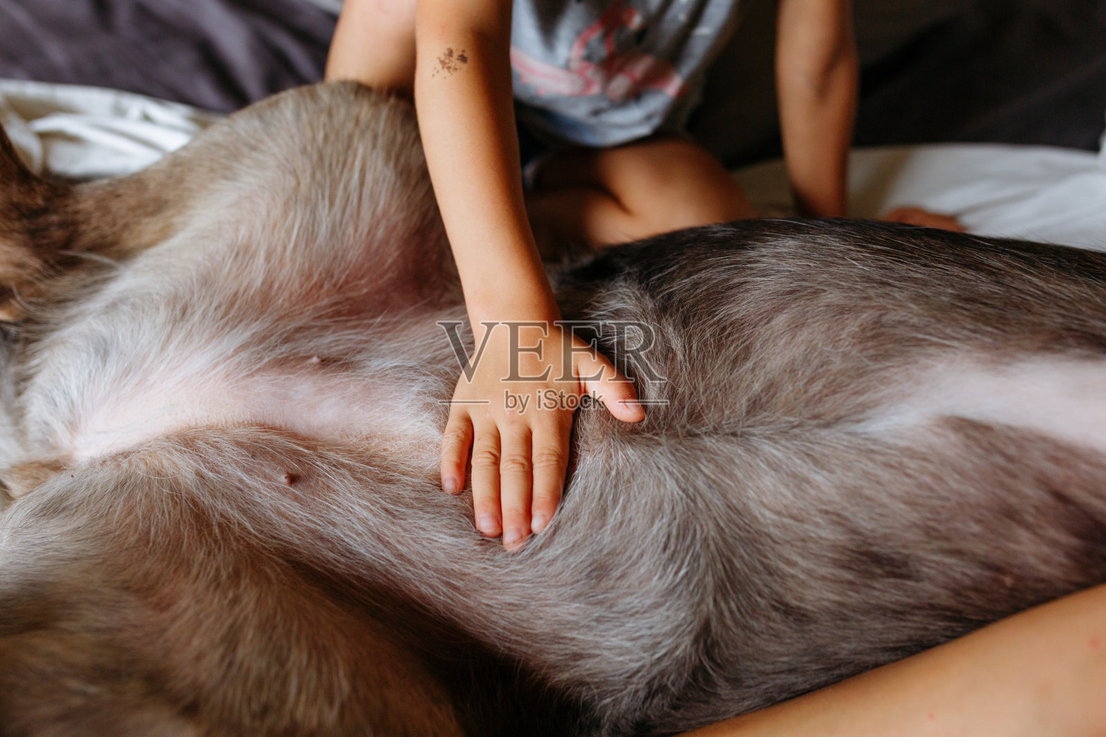 孩子的手抚摸躺在床上的狗的特写照片摄影图片