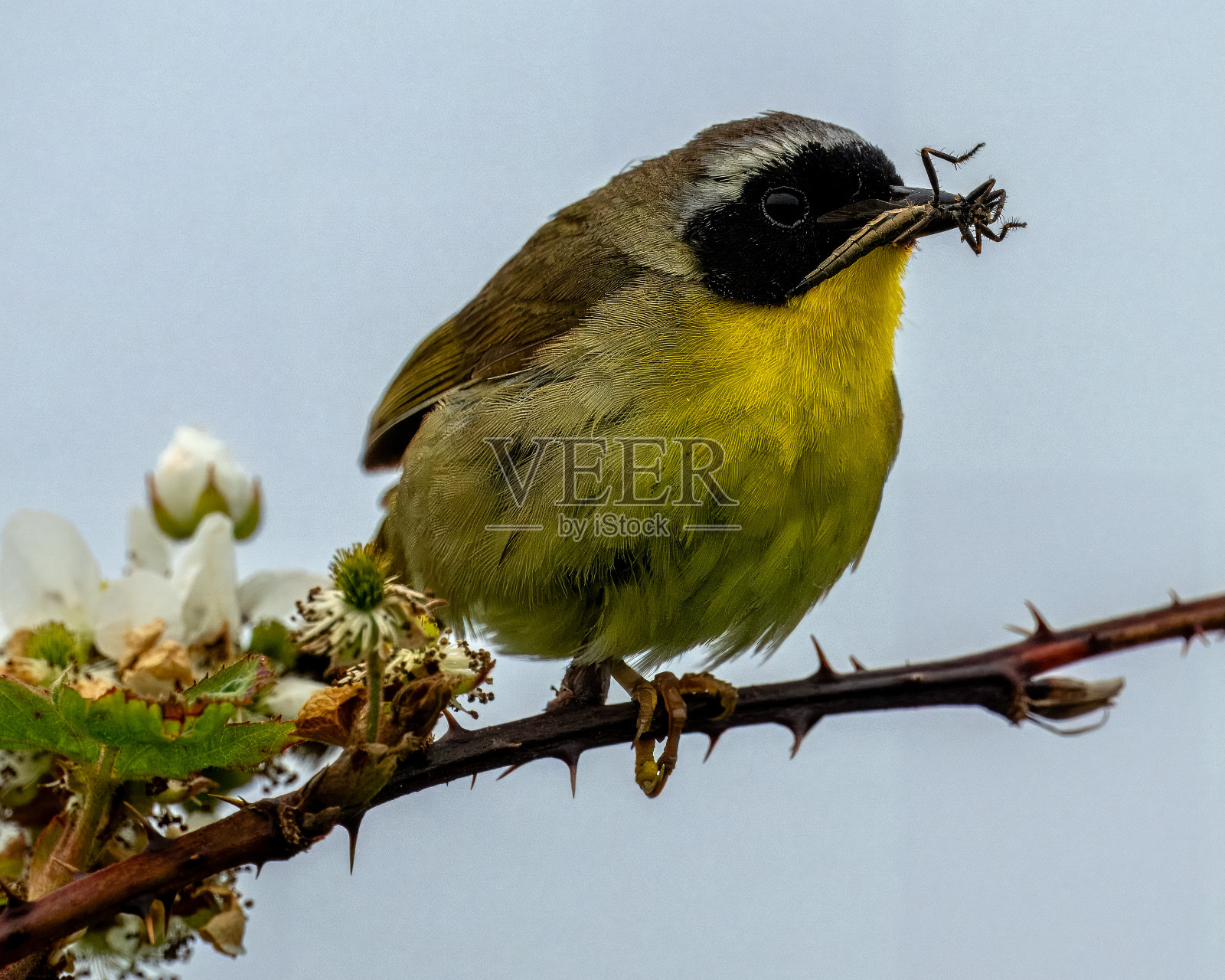 常见Yellowthroat照片摄影图片