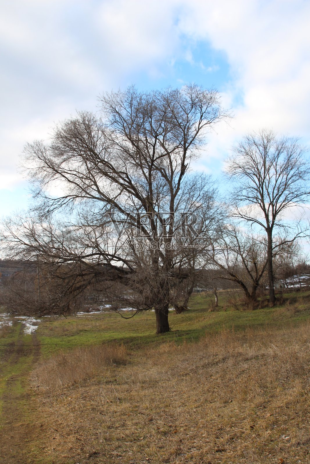 田野里的一群树照片摄影图片