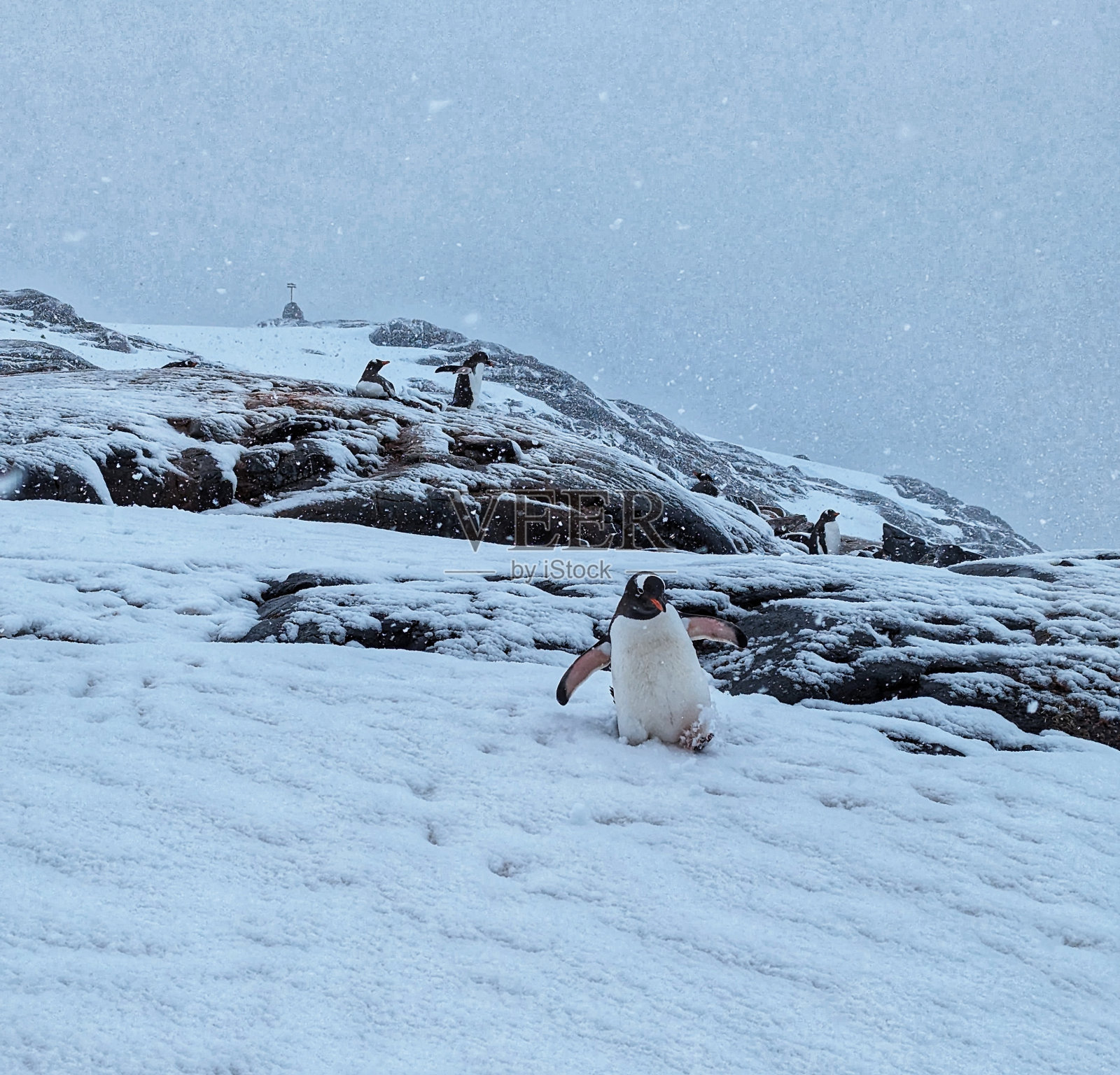 南极洲的企鹅照片摄影图片