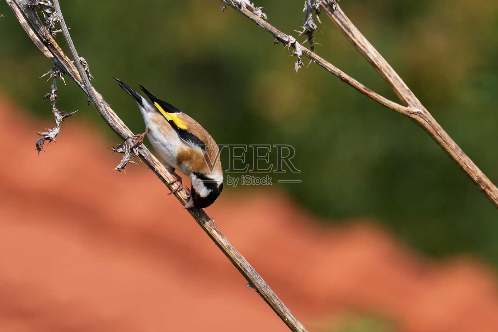 栖息在树枝上的欧洲金翅鸟照片摄影图片