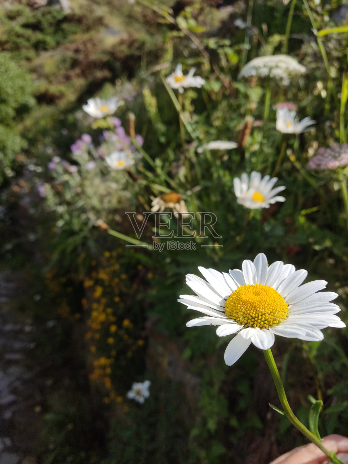 花照片摄影图片