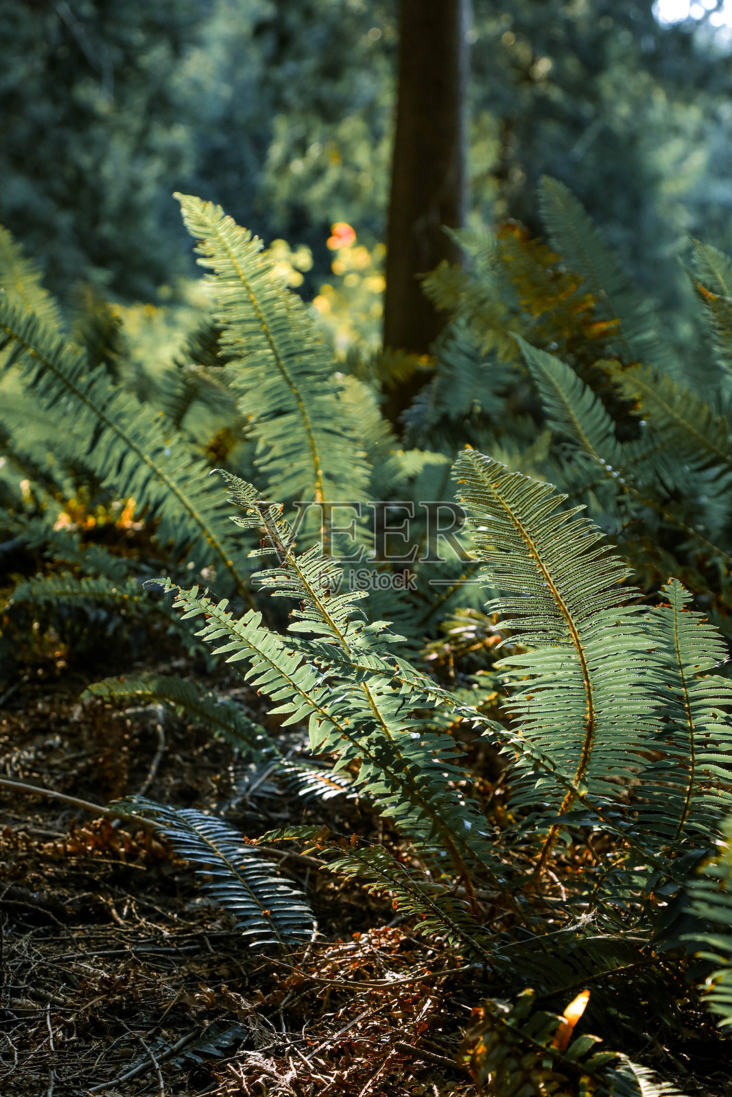 长在消火栓旁的蕨类植物叶子照片摄影图片