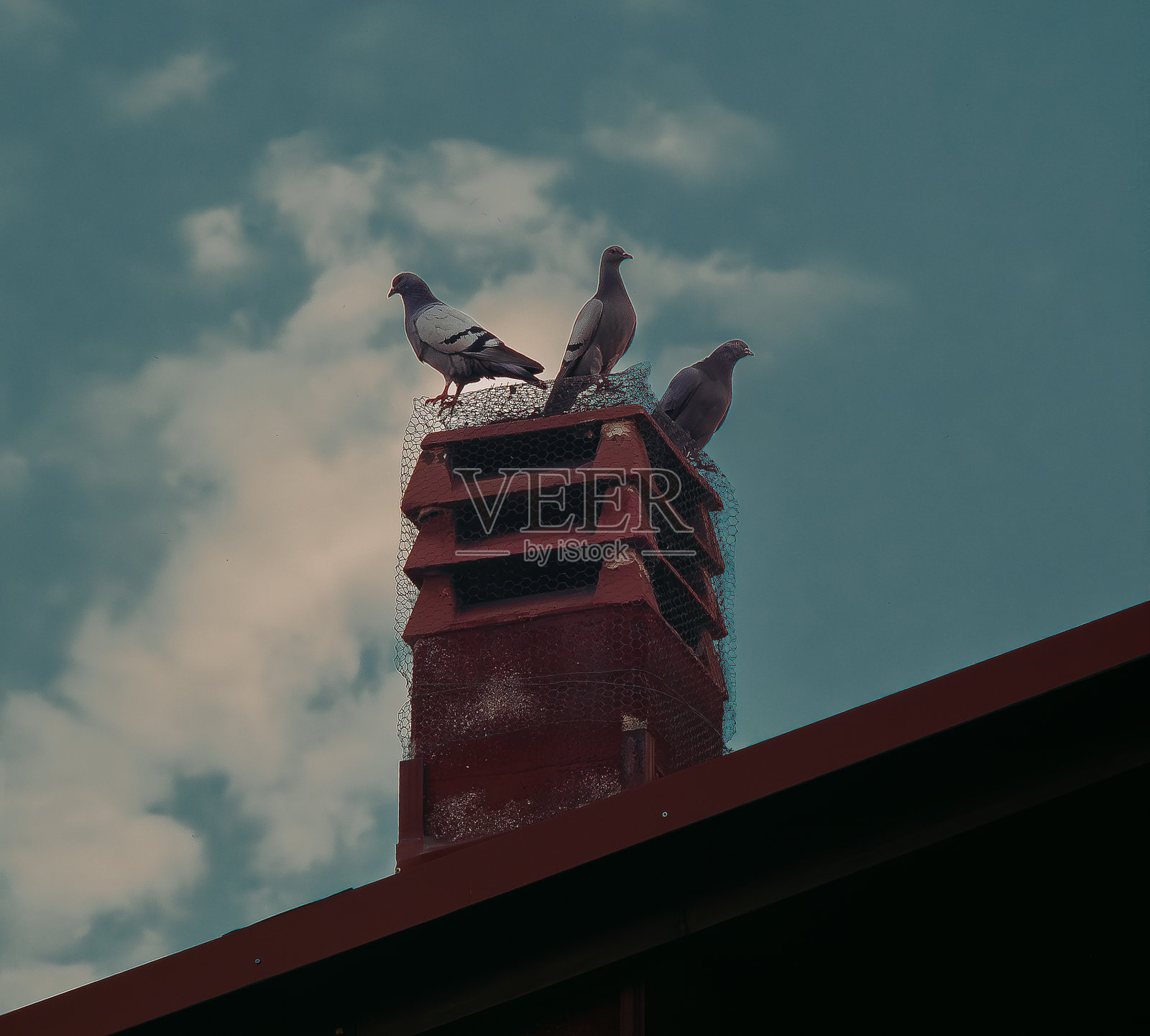 鸟儿在屋顶上的烟囱上休息照片摄影图片