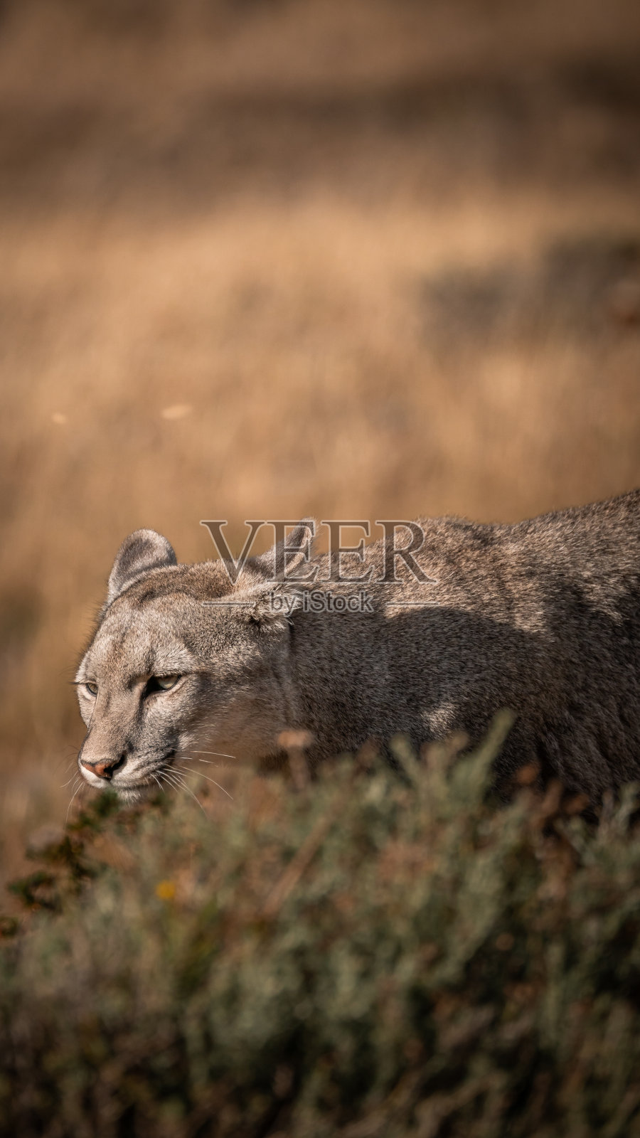 智利巴塔哥尼亚托雷斯德尔潘恩国家公园里的美洲狮照片摄影图片