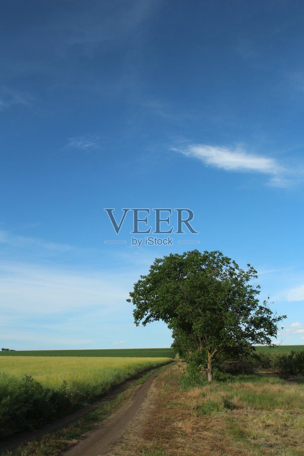 一条通往一棵树的土路照片摄影图片