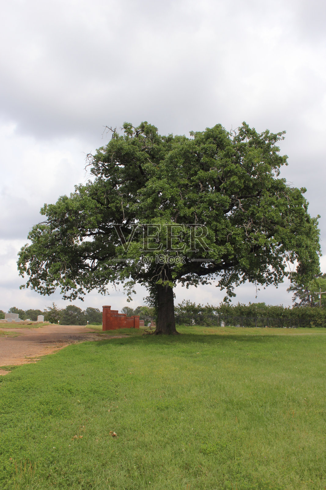 郁郁葱葱的墓地里孤零零的一棵树照片摄影图片