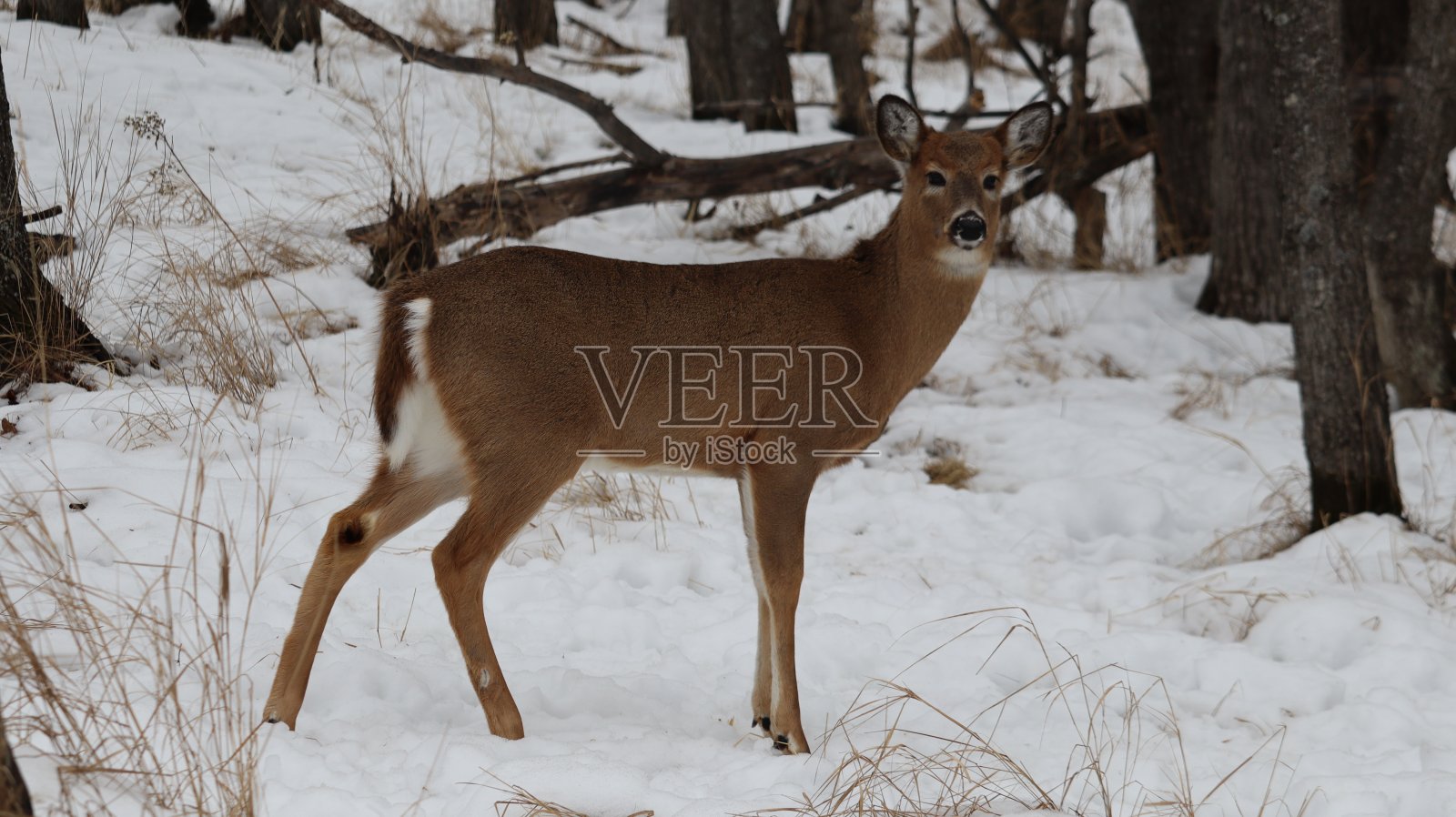 白雪皑皑的森林景观中的鹿照片摄影图片