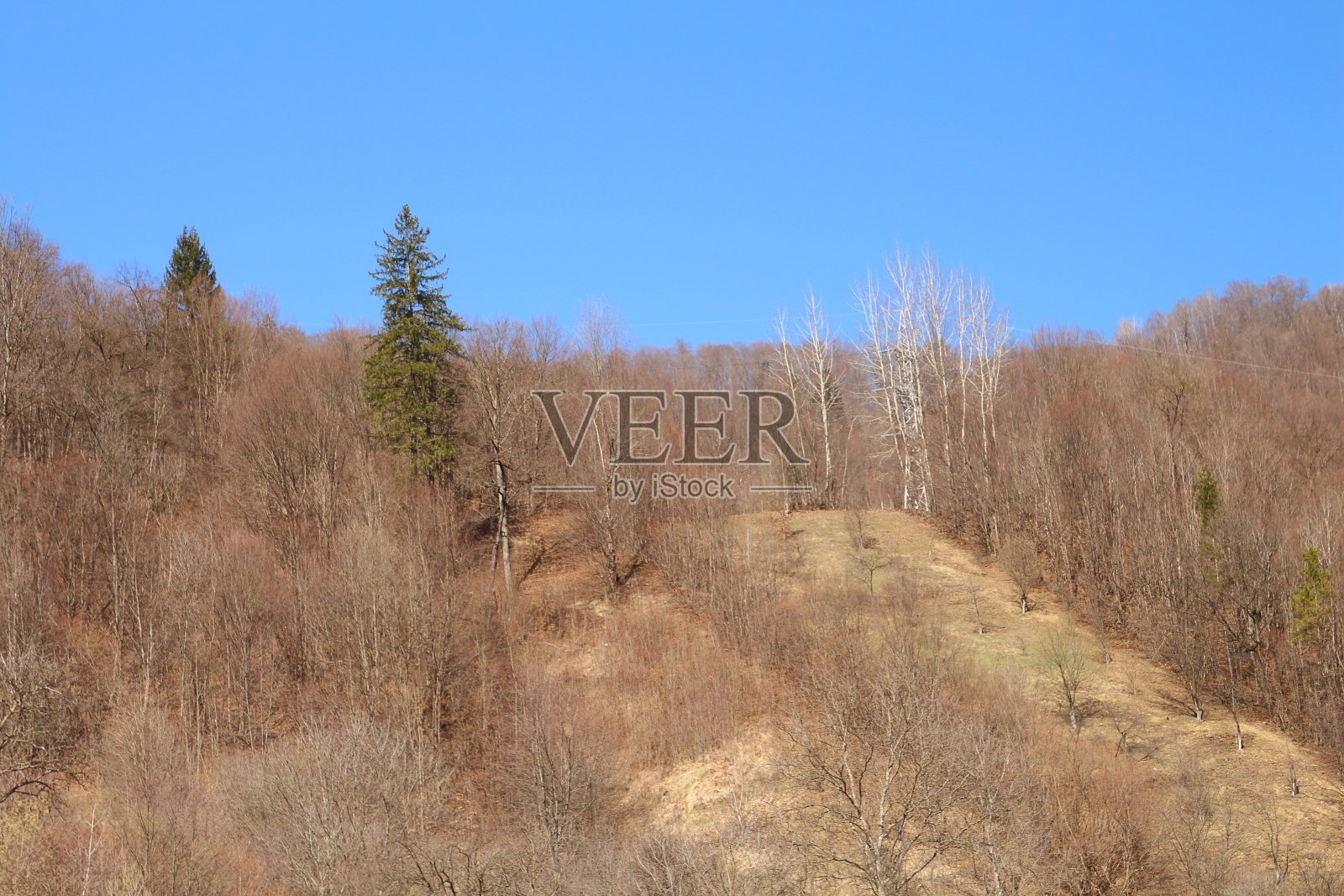 一片树林照片摄影图片