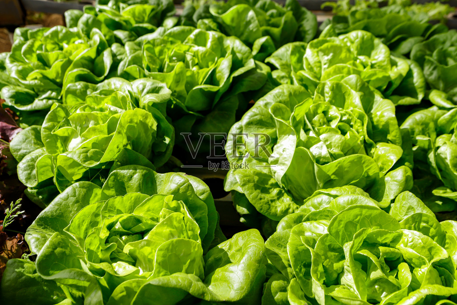在温室种植水培莴苣照片摄影图片