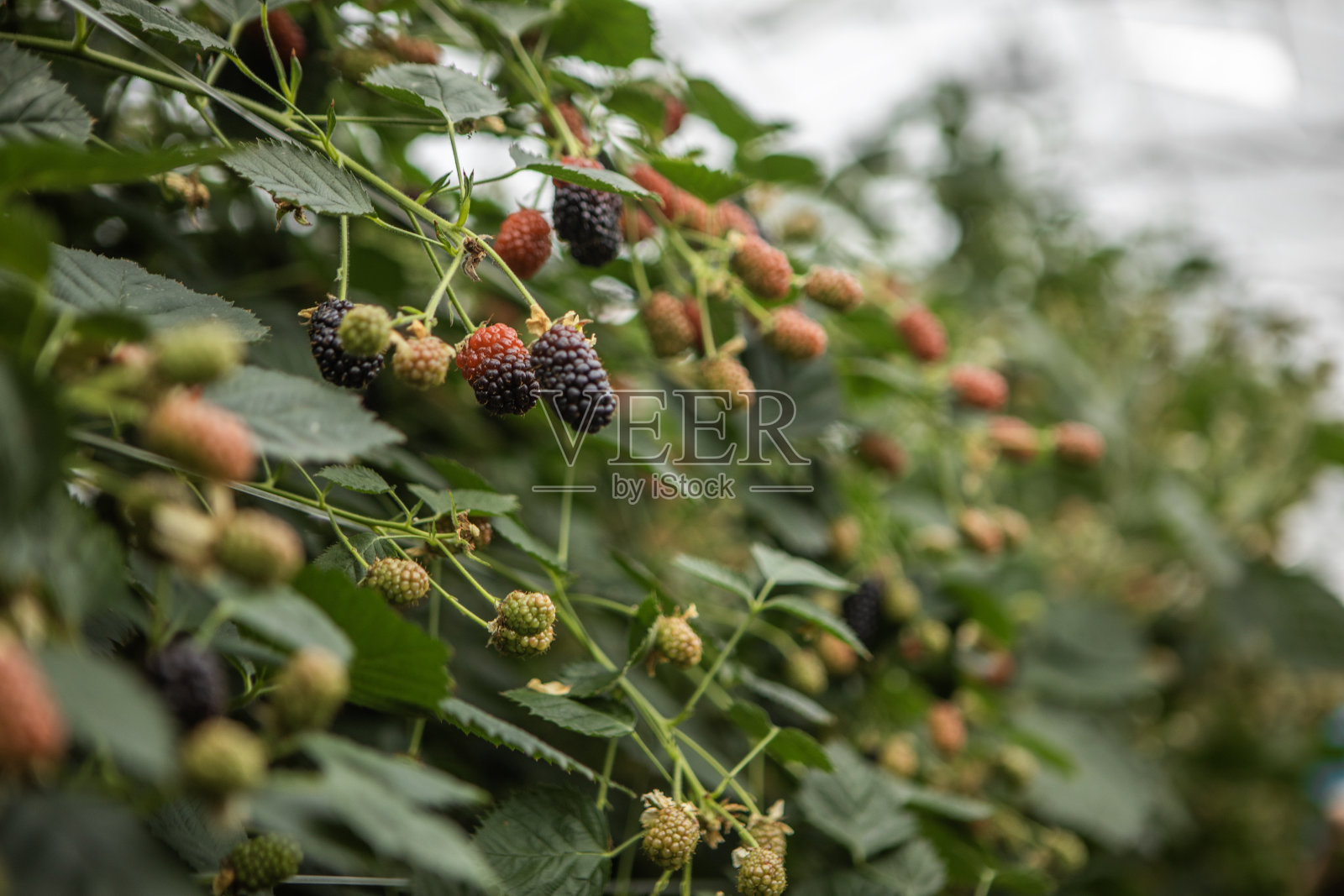黑莓农场温室照片摄影图片