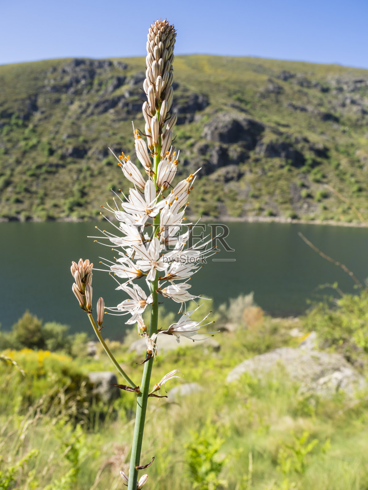 山里的野花照片摄影图片