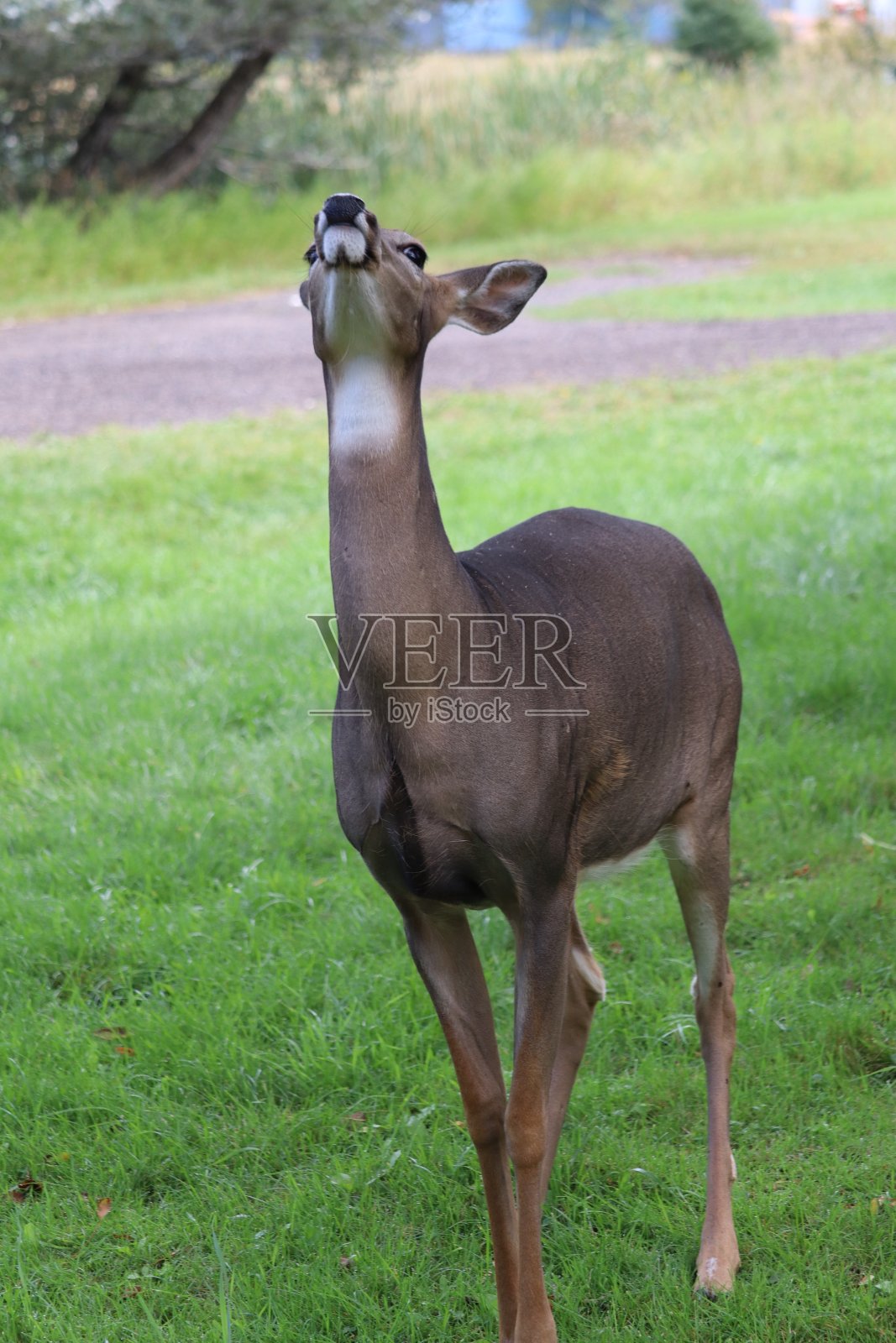 白尾鹿(Odocoileus virginianus)站在生机勃勃的绿色公园前照片摄影图片
