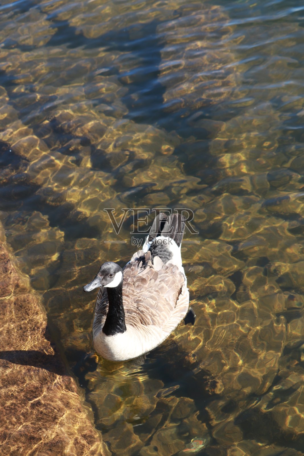 加拿大雁(加拿大雁)在池塘里优雅地滑翔,环境宁静照片摄影图片