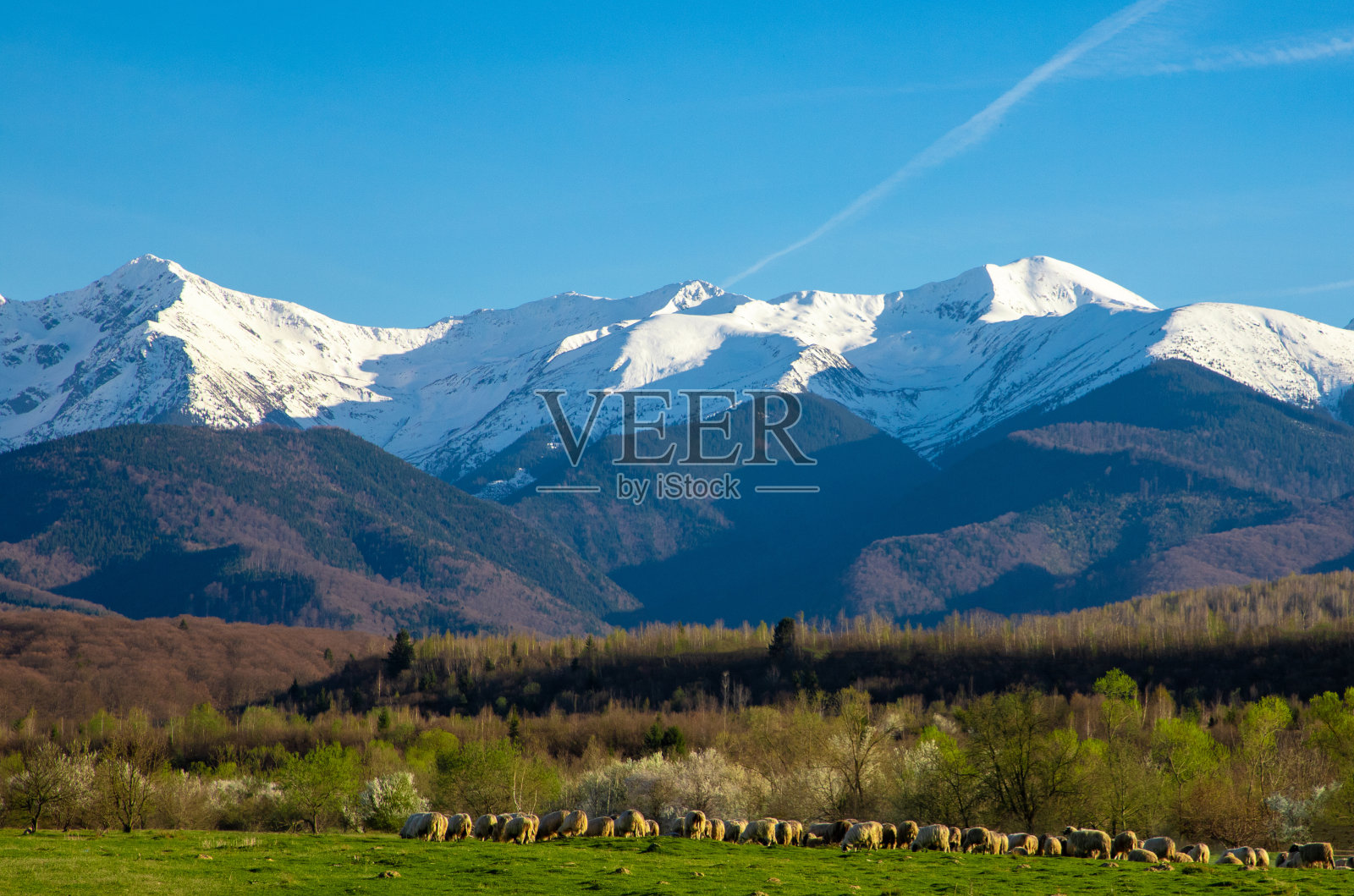 风景如画的法加拉斯山脉,白雪覆盖的山峰和一群羊在前景照片摄影图片