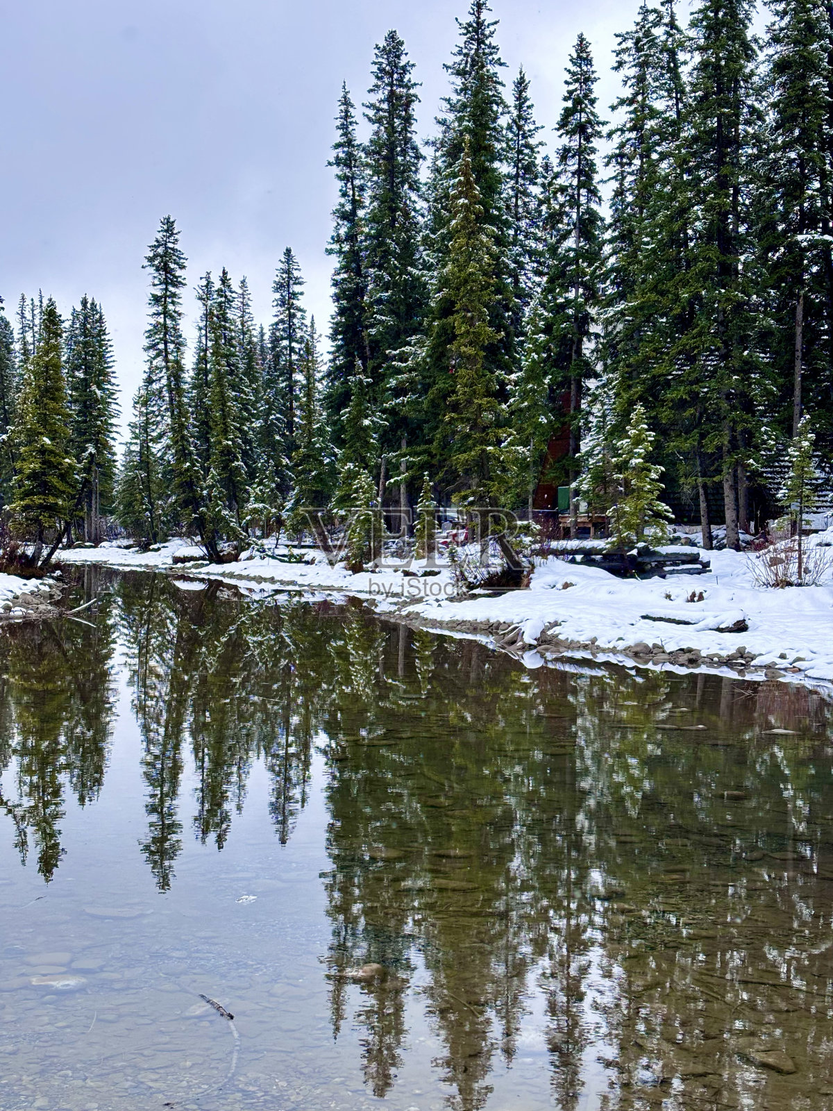 小溪穿过白雪覆盖的树林,背景是树木照片摄影图片
