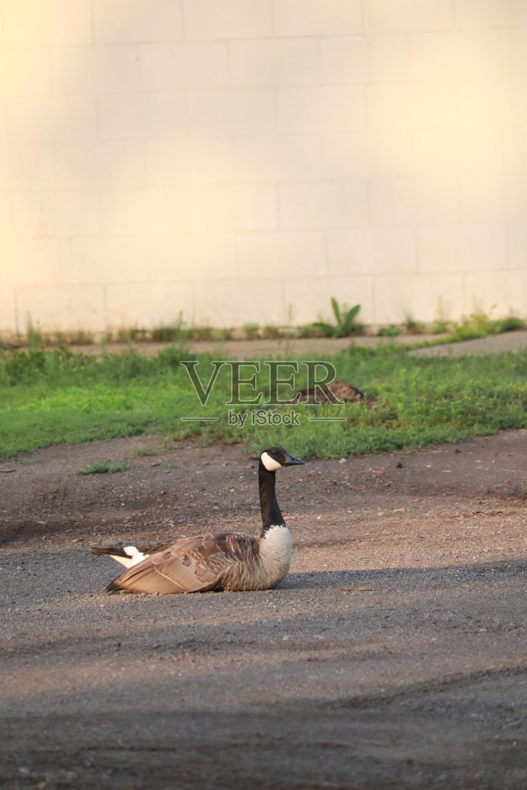 在人行道旁休息的加拿大鹅照片摄影图片
