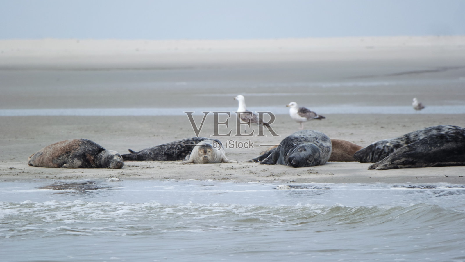 海豹躺在沙滩上照片摄影图片
