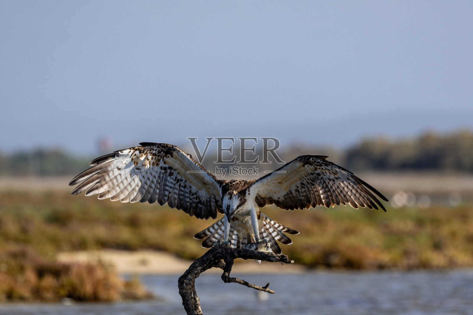 卡布拉斯鱼鹰照片摄影图片