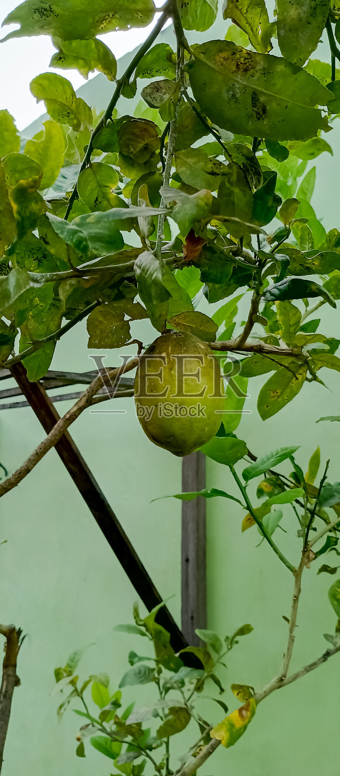 柑桔树的果实照片摄影图片