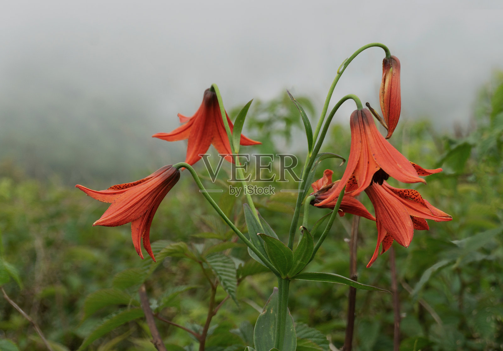 在一个雾蒙蒙的日子里,人们沿着阿巴拉契亚山道,在圆秃头山下的引擎峡谷拍摄了灰百合(Lilium grayi)桔红色的钟形花朵。照片摄影图片