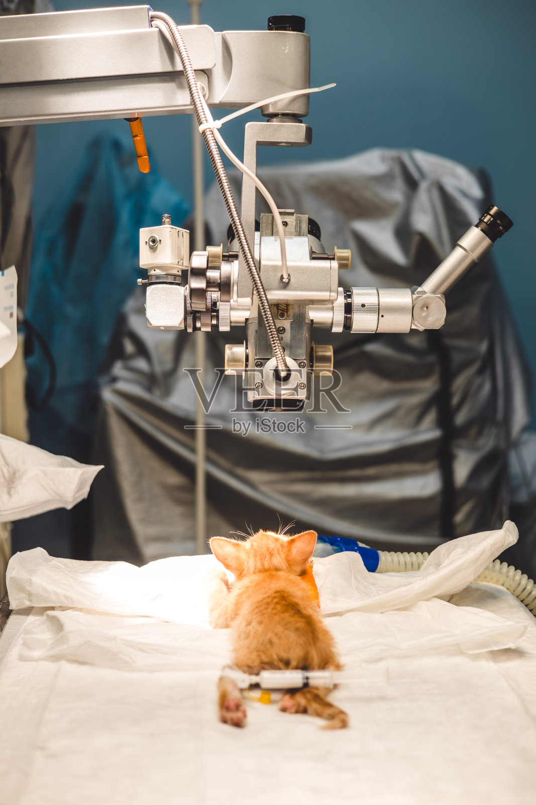 可爱的小猫躺在空荡荡的手术台上,全身麻醉。小猫在麻醉下睡觉,等待兽医团队开始手术。照片摄影图片