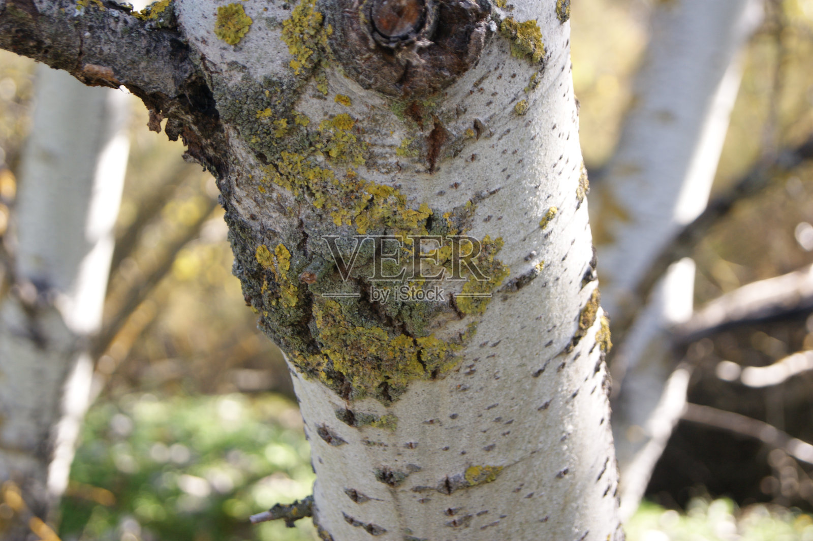 一个树照片摄影图片