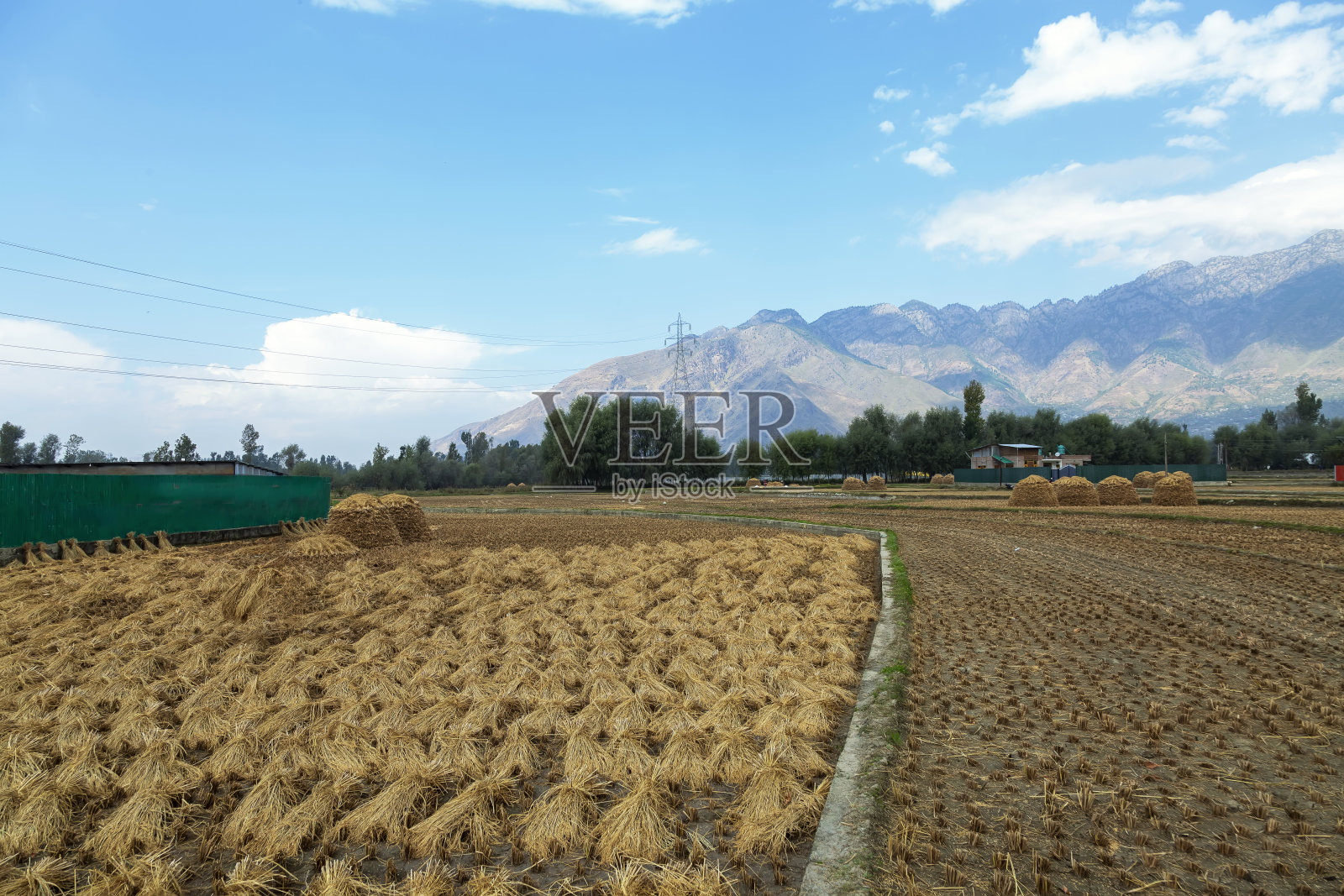 收获的稻田与蓝色多云的天空背景。照片摄影图片