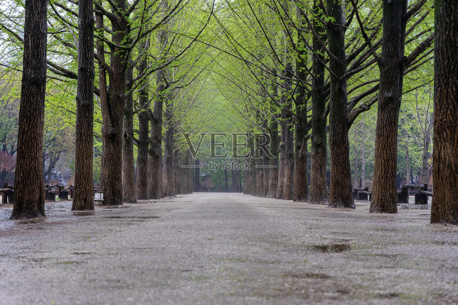 森林照片摄影图片