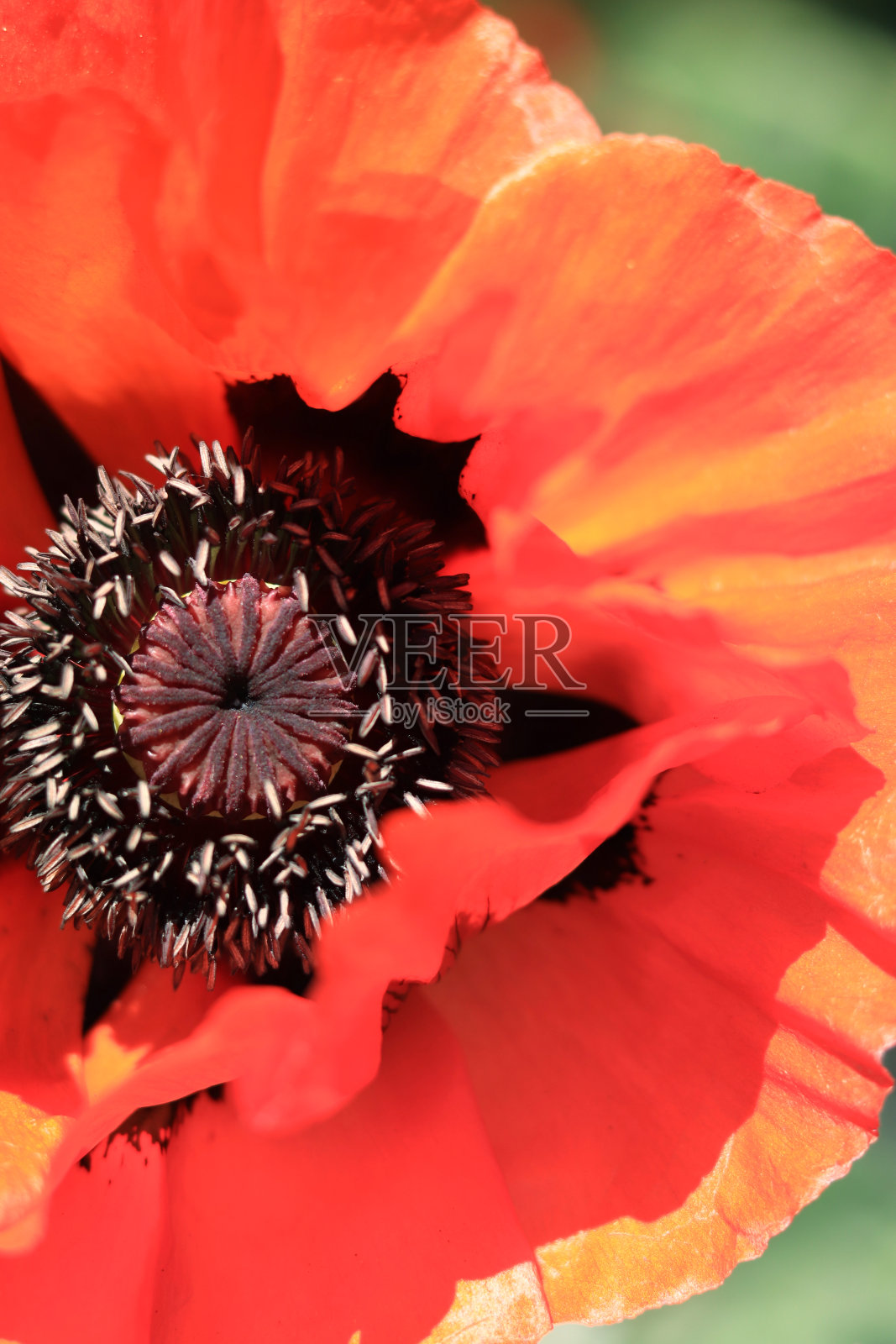 装饰性的红色罂粟花特写。大花照片摄影图片