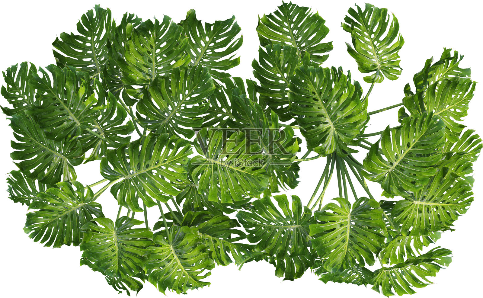 龟背竹植物俯视图照片摄影图片