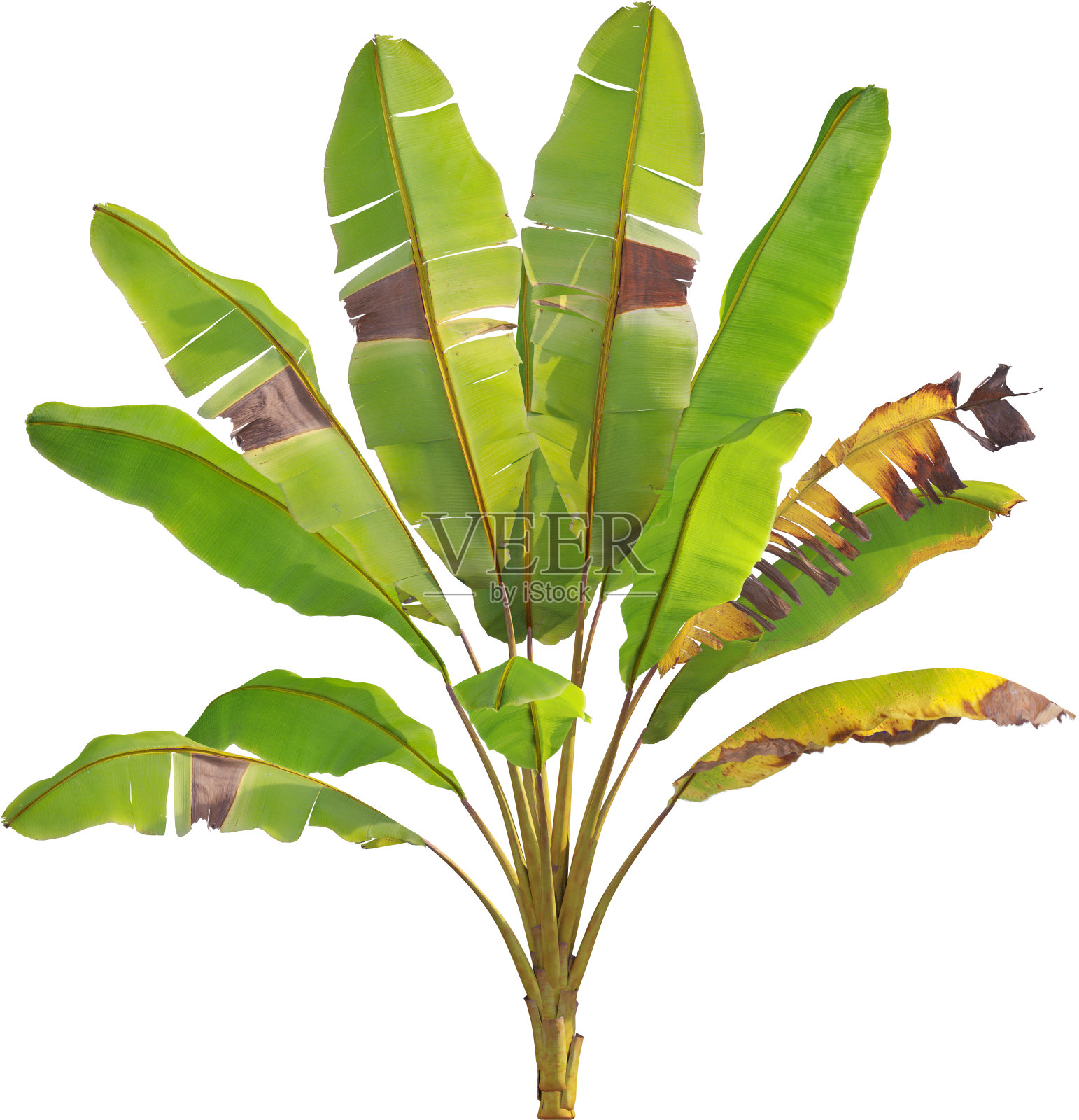 野香蕉Musa Ensete ventricular的侧面图照片摄影图片