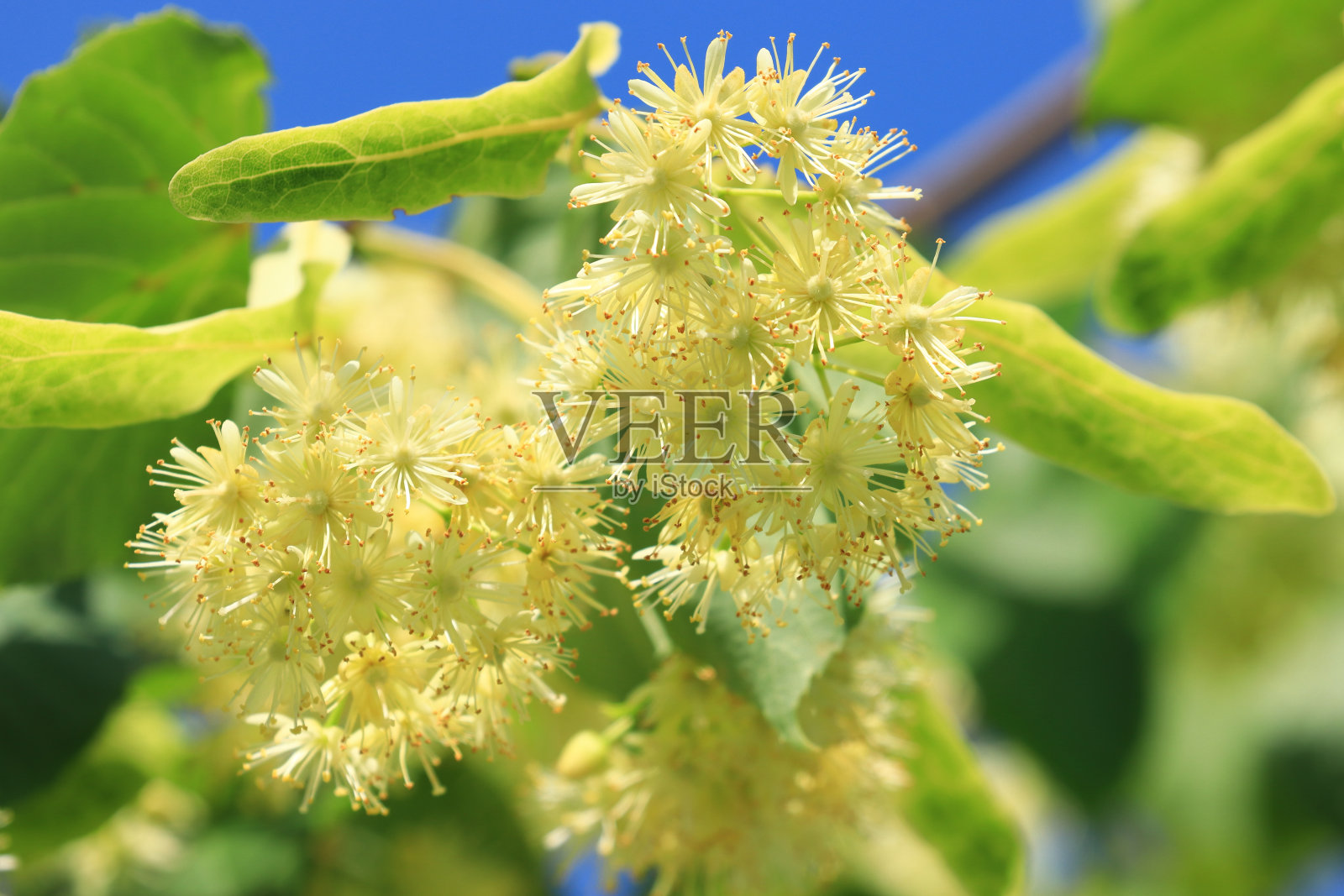 菩提树在春天阳光明媚的日子里照片摄影图片