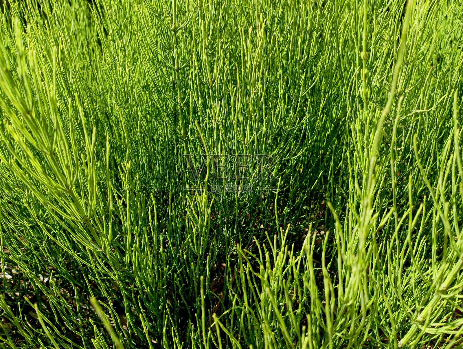 马尾植物的绿色纹理。大片的马尾树丛。杂草和其他田间有害植物。照片摄影图片