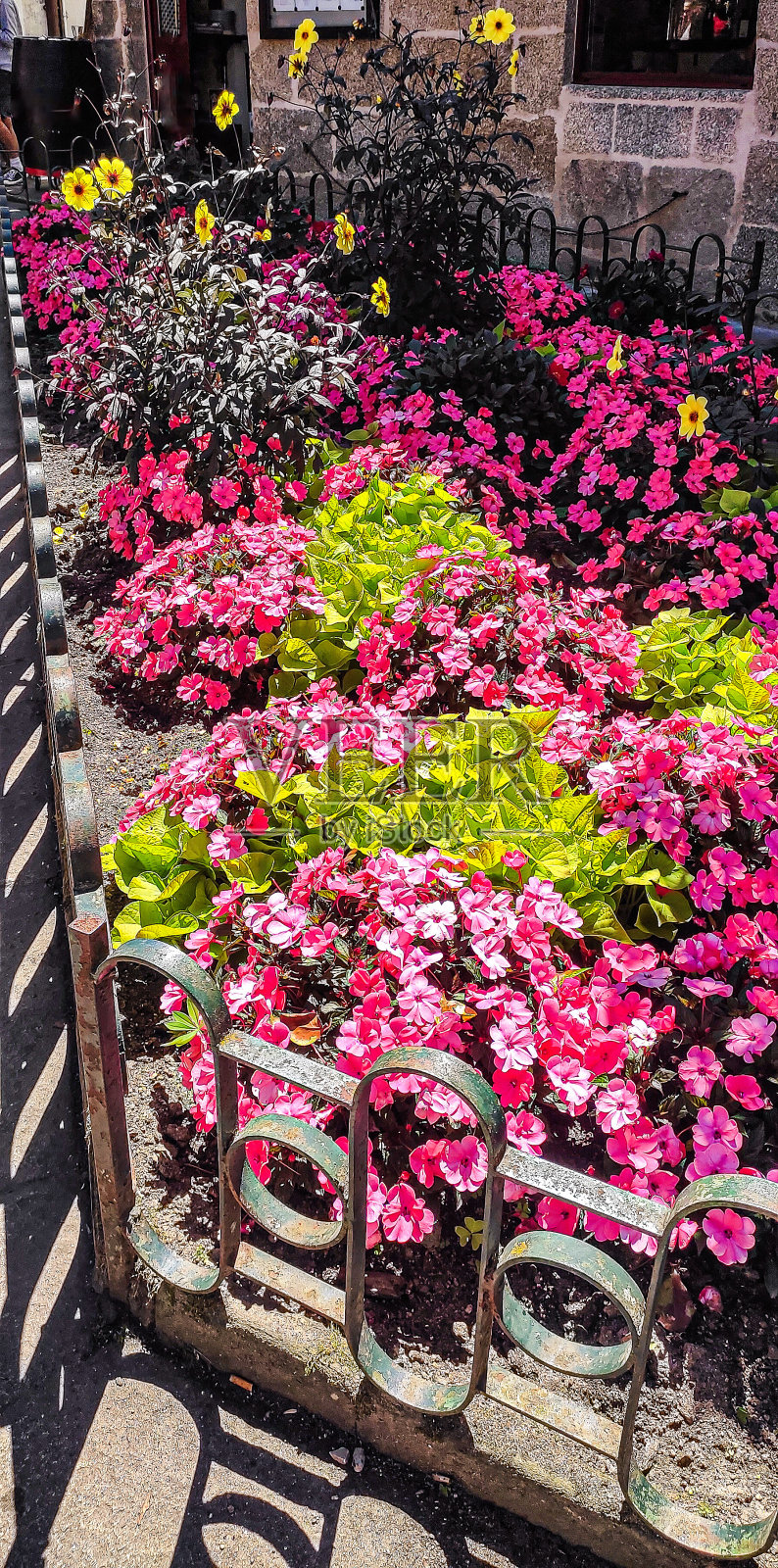 粉红色的花朵照片摄影图片