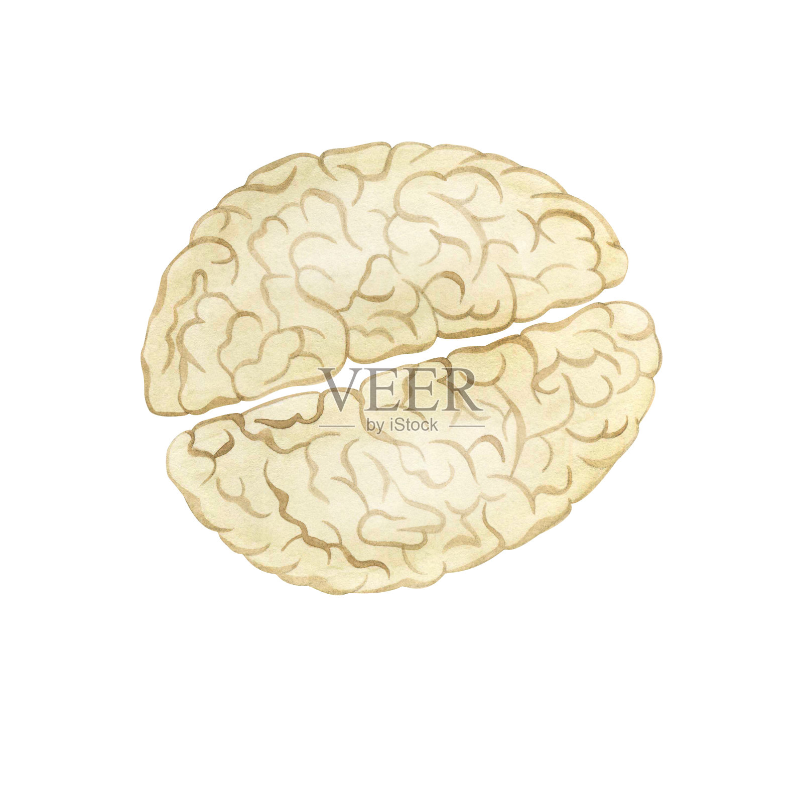 大脑,左右半球,脑回。解剖素描,水彩插图。儿童智商、心智能力的发展,为手册和小册子的设计绘画。插画图片素材