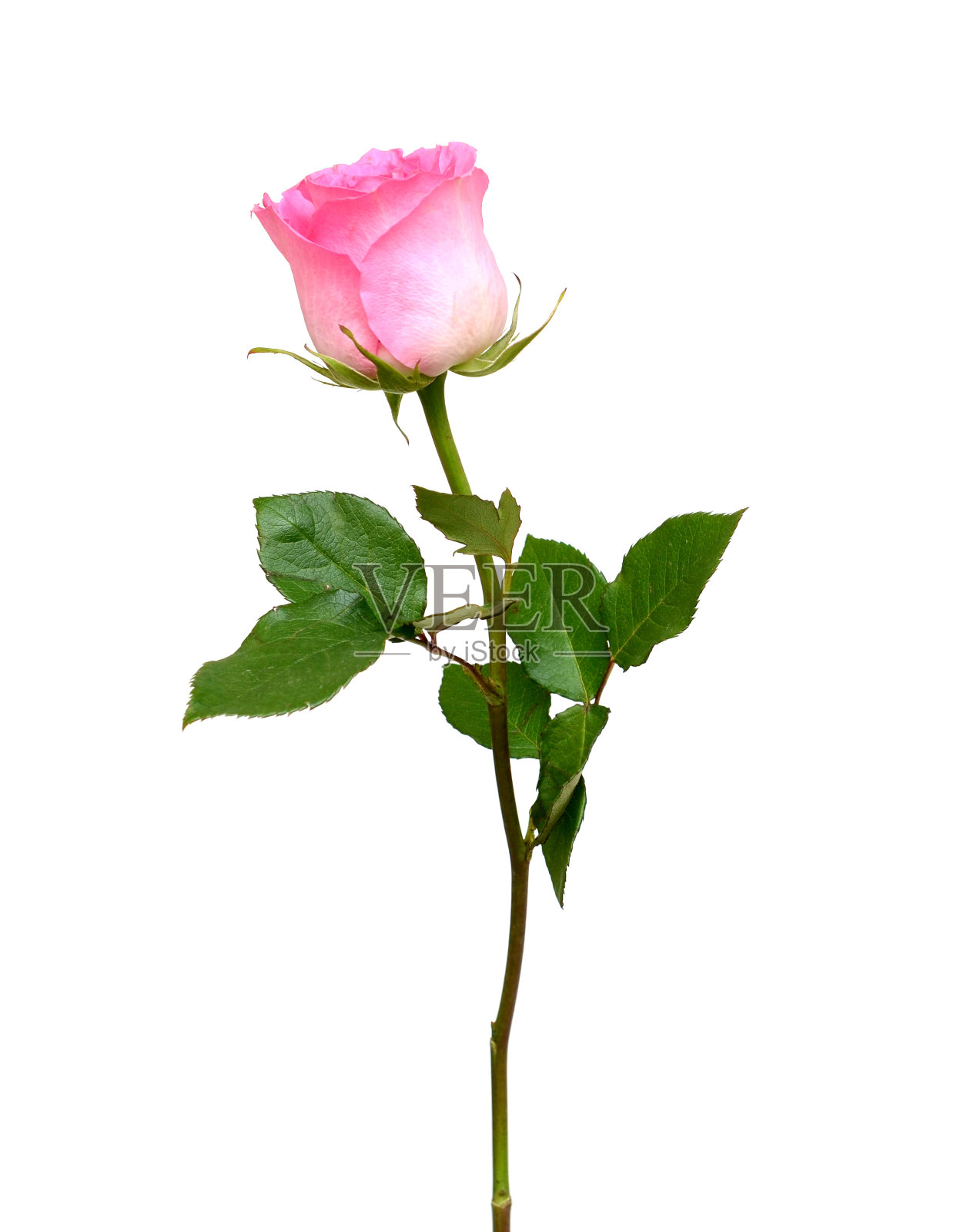 一朵粉红色的玫瑰枝孤立白色照片摄影图片