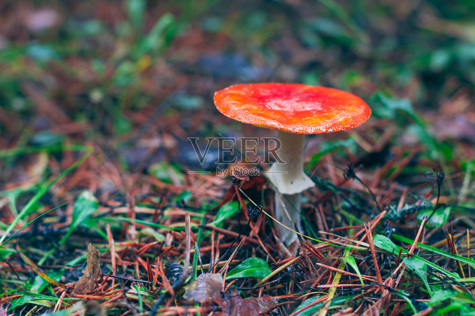 成熟的黑伞菌,被称为飞木耳或飞黑伞照片摄影图片