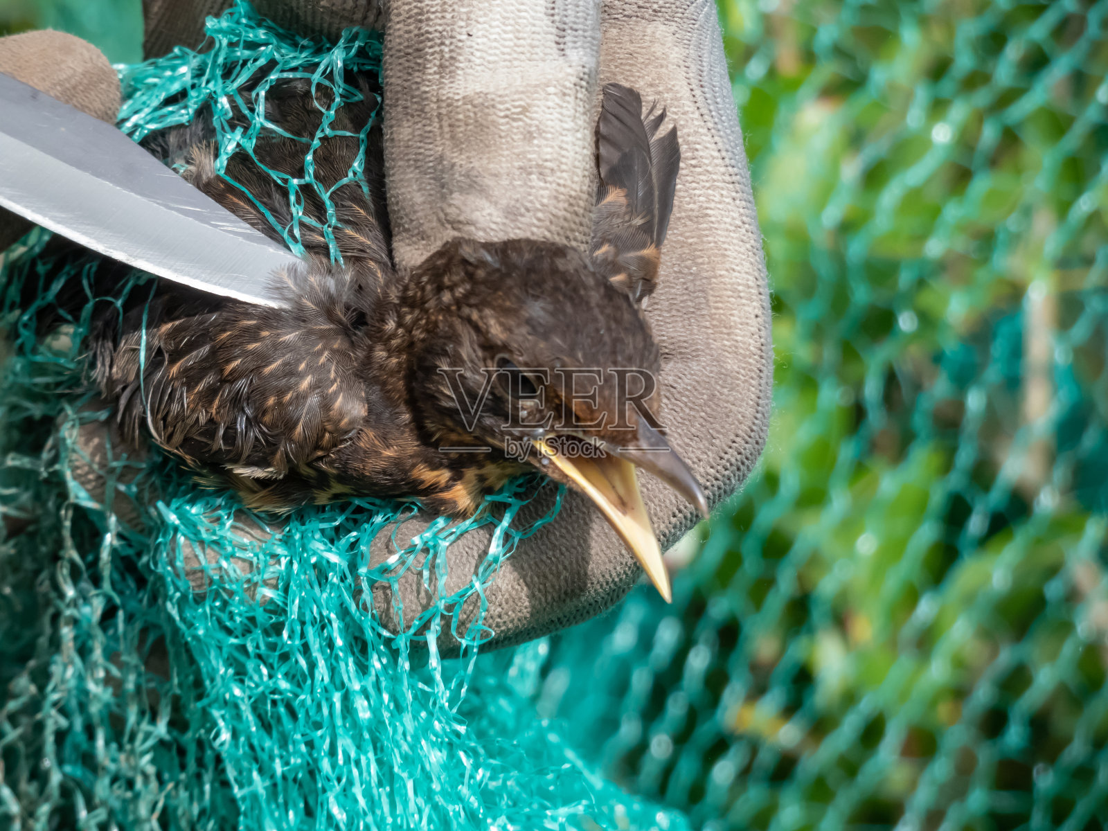 戴着荧光的手的特写,试图用手和刀解放一只缠在绿色中的鸟,在花园里的尼龙鸟网,以保护夏天的水果免受鸟类的侵害照片摄影图片