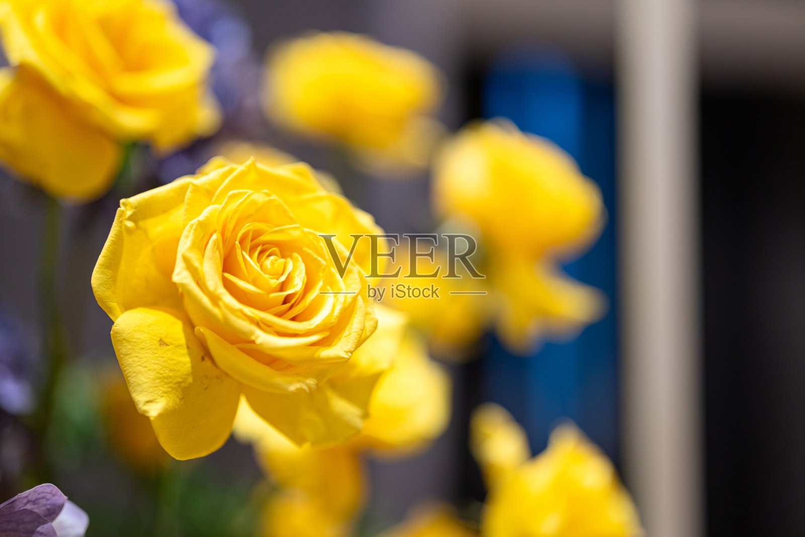 黄玫瑰花头。照片摄影图片