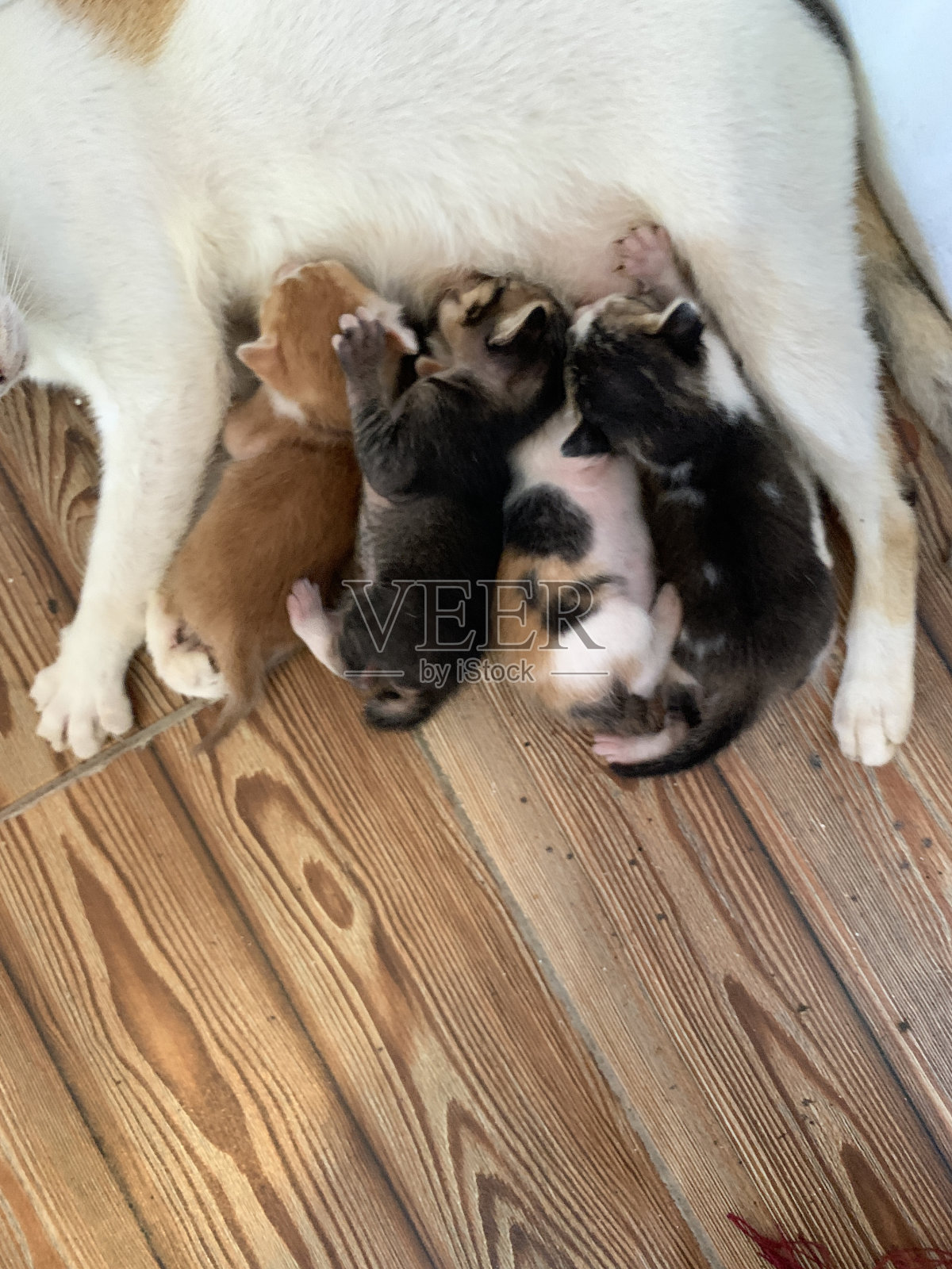 印度尼西亚茂物,一只母猫正在给四只小猫照片摄影图片