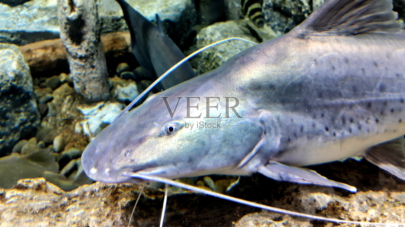 鲶鱼照片摄影图片