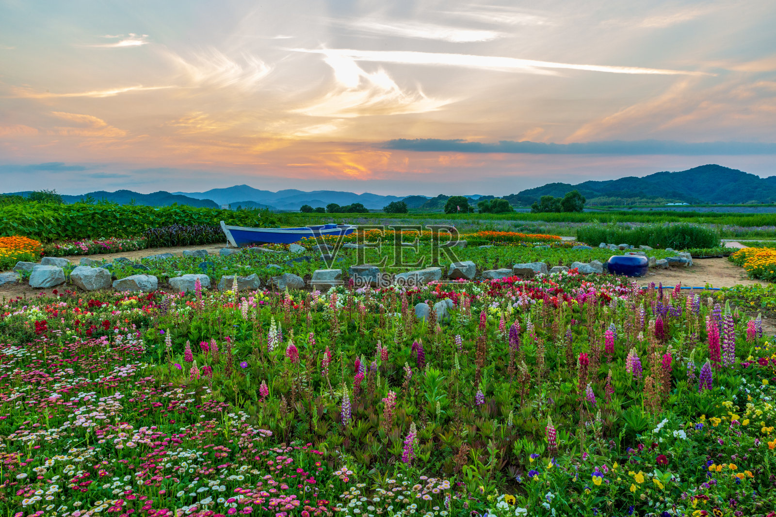 在河边的田野里,到处都是矢车菊和各种各样的花。韩国庆尚南道咸万郡南江边的日落。照片摄影图片