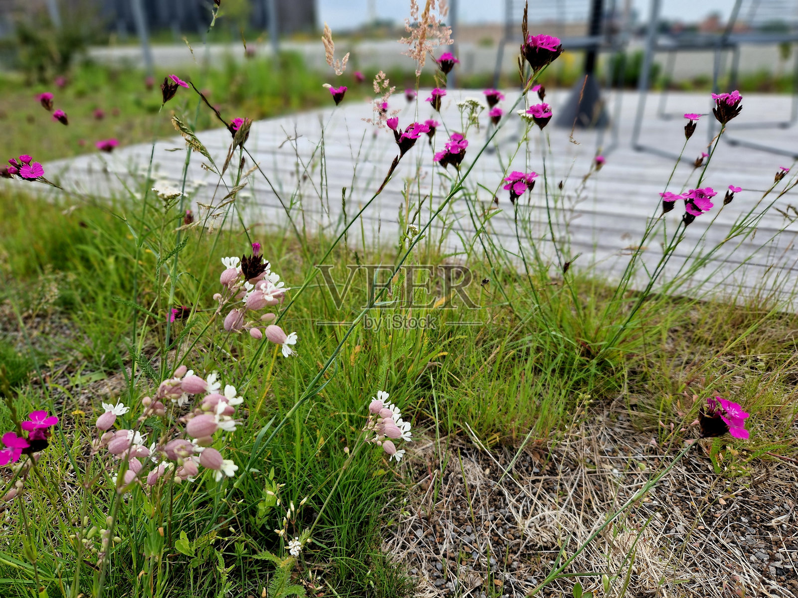 避雷针用于保护建筑物免受闪电的伤害,这些闪电可能会损坏房屋或其电气设备被路由到绿色花园屋顶,草坪,花朵,草地,种子的最高点照片摄影图片