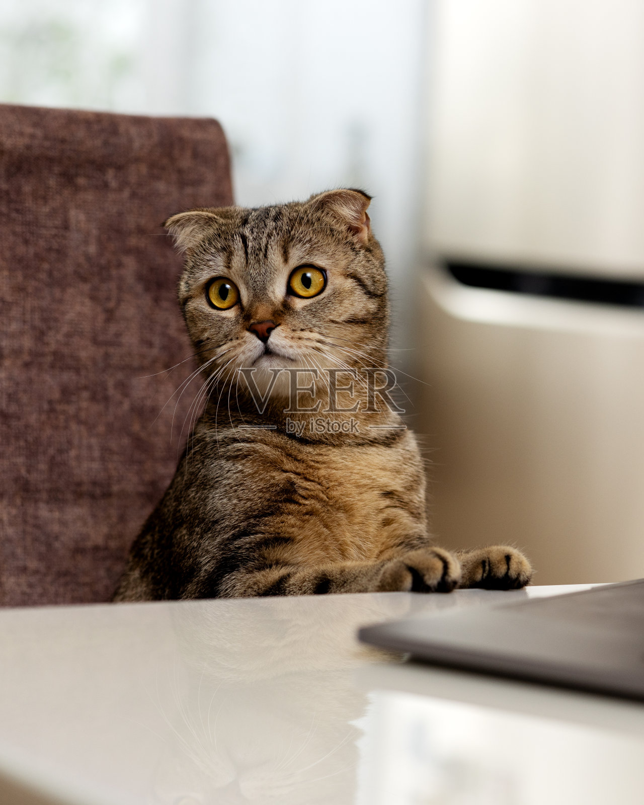 垂耳猫苏格兰折耳,猫把爪子放在桌子上照片摄影图片