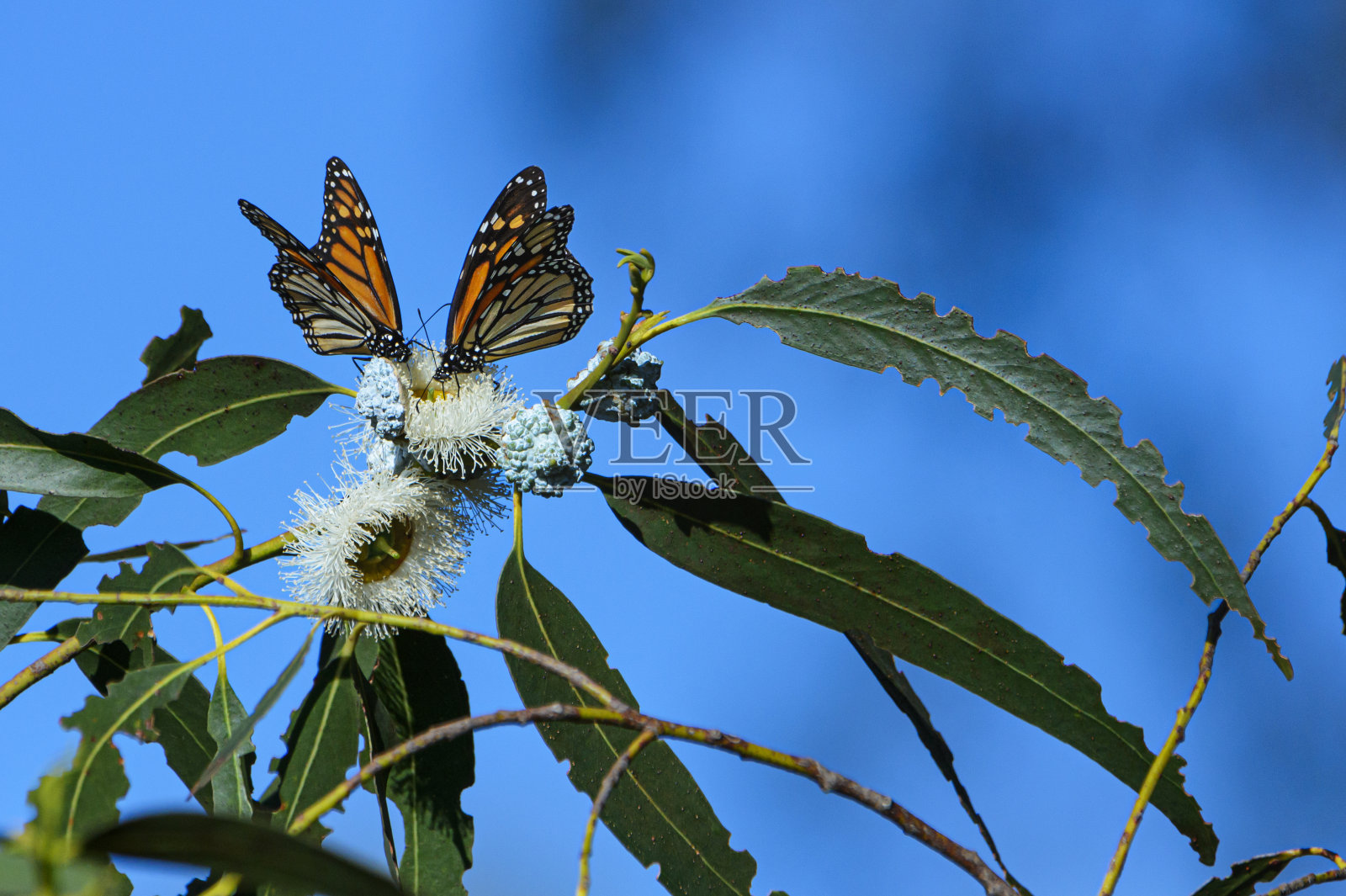 君主蝴蝶在树枝上的特写照片摄影图片