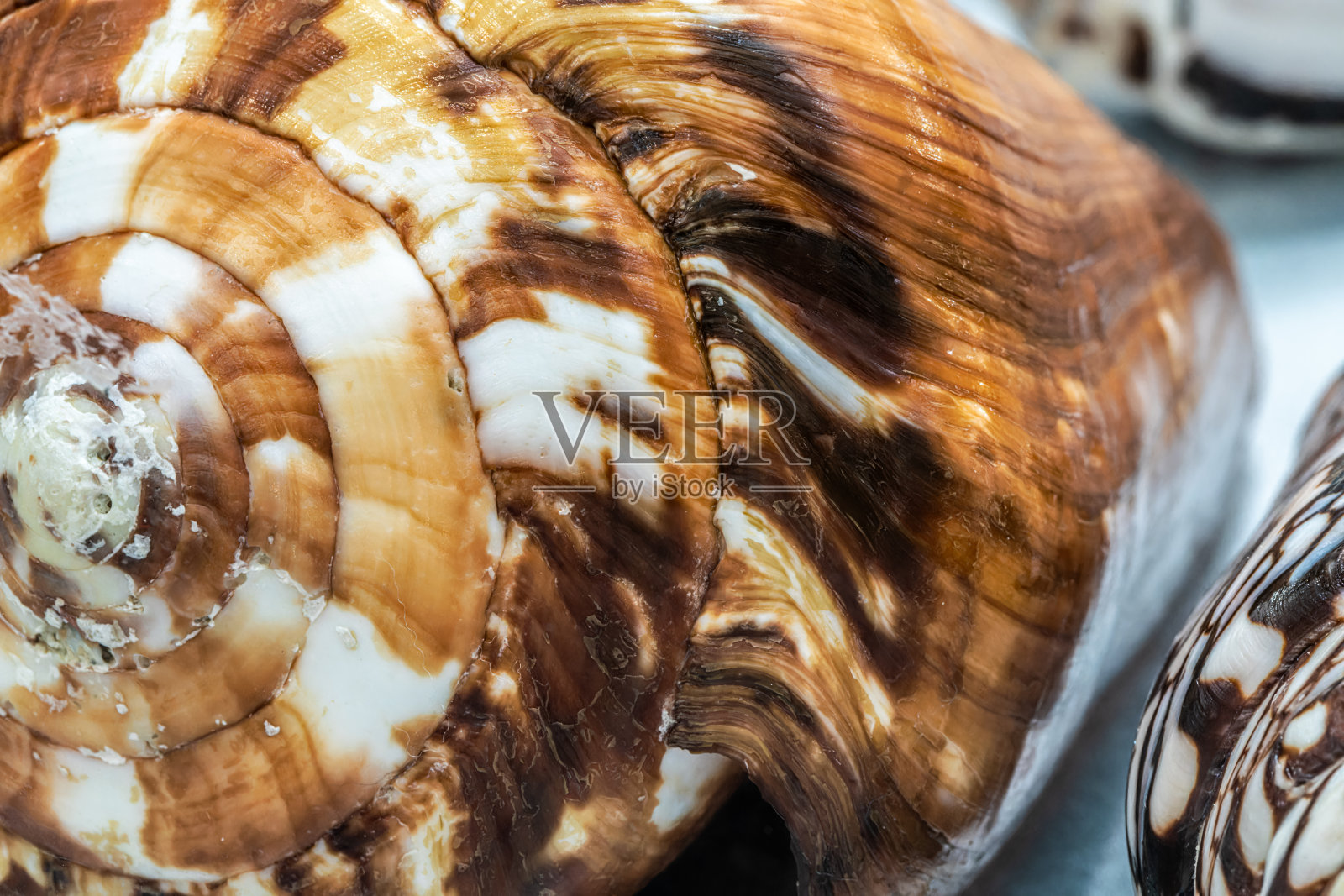 壳牌集照片摄影图片